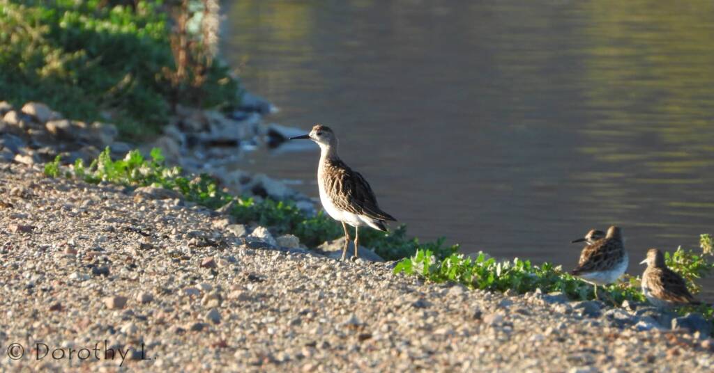 Ruff (Calidris pugnax)