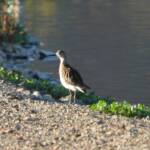 Ruff (Calidris pugnax)