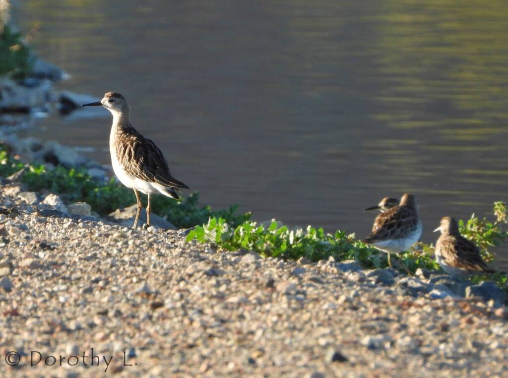 Ruff (Calidris pugnax)