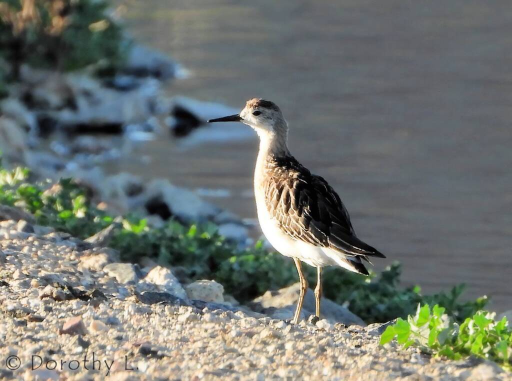 Ruff (Calidris pugnax)