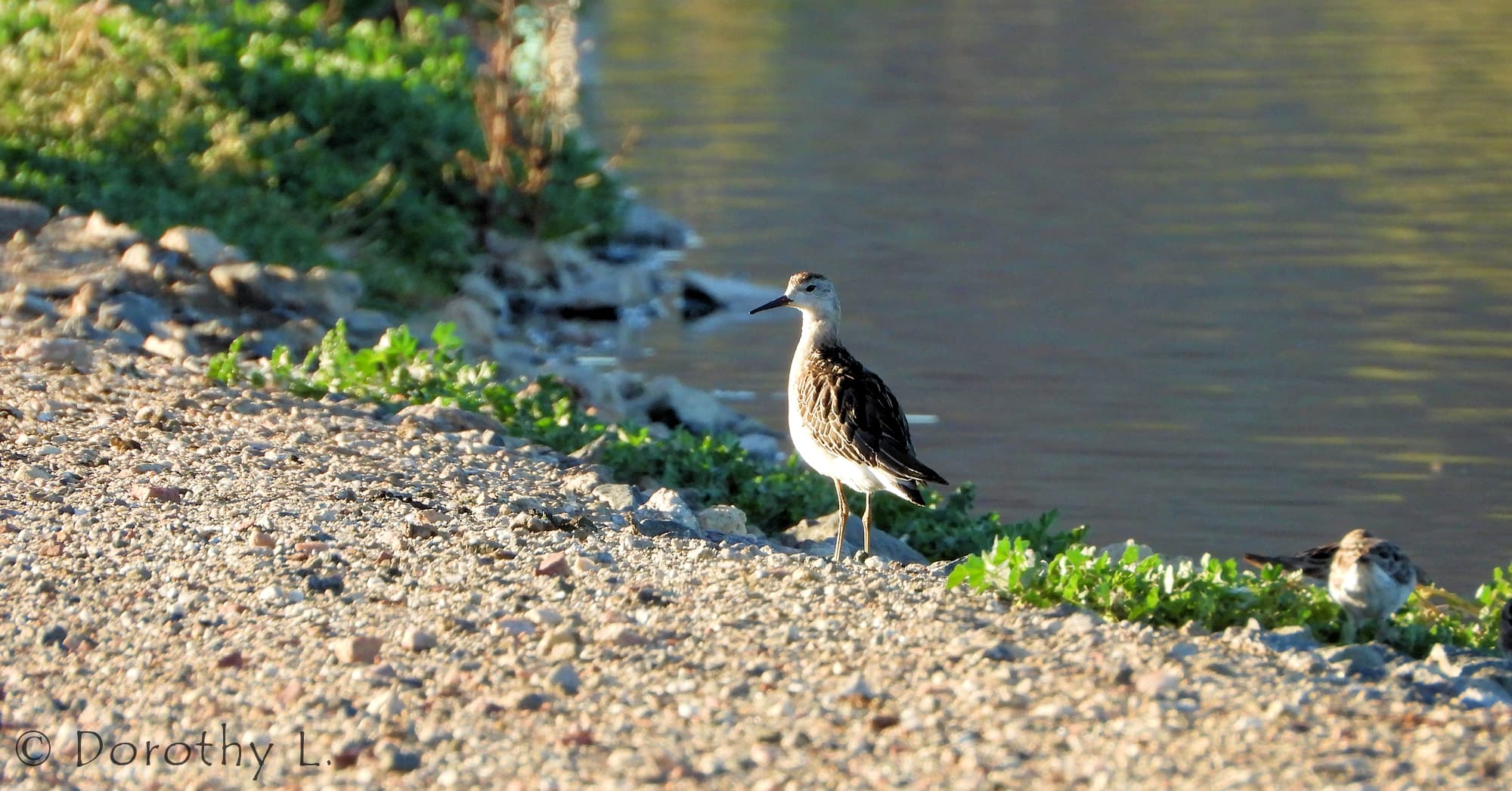 Ruff (Calidris pugnax)