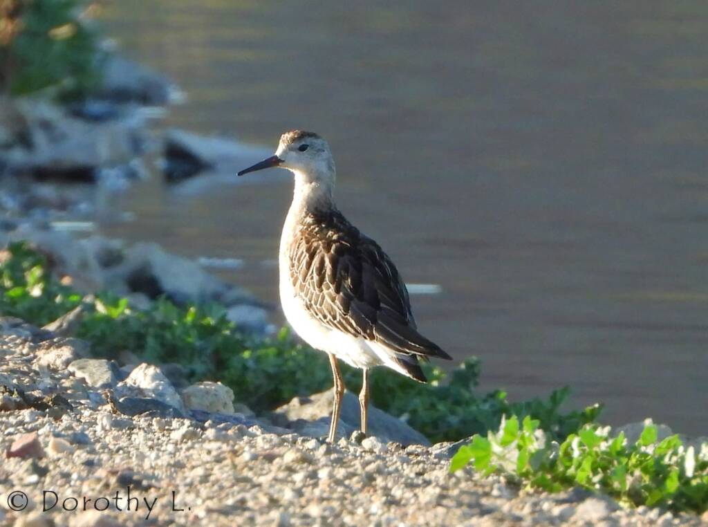 Ruff (Calidris pugnax)