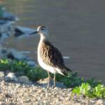 Ruff (Calidris pugnax)