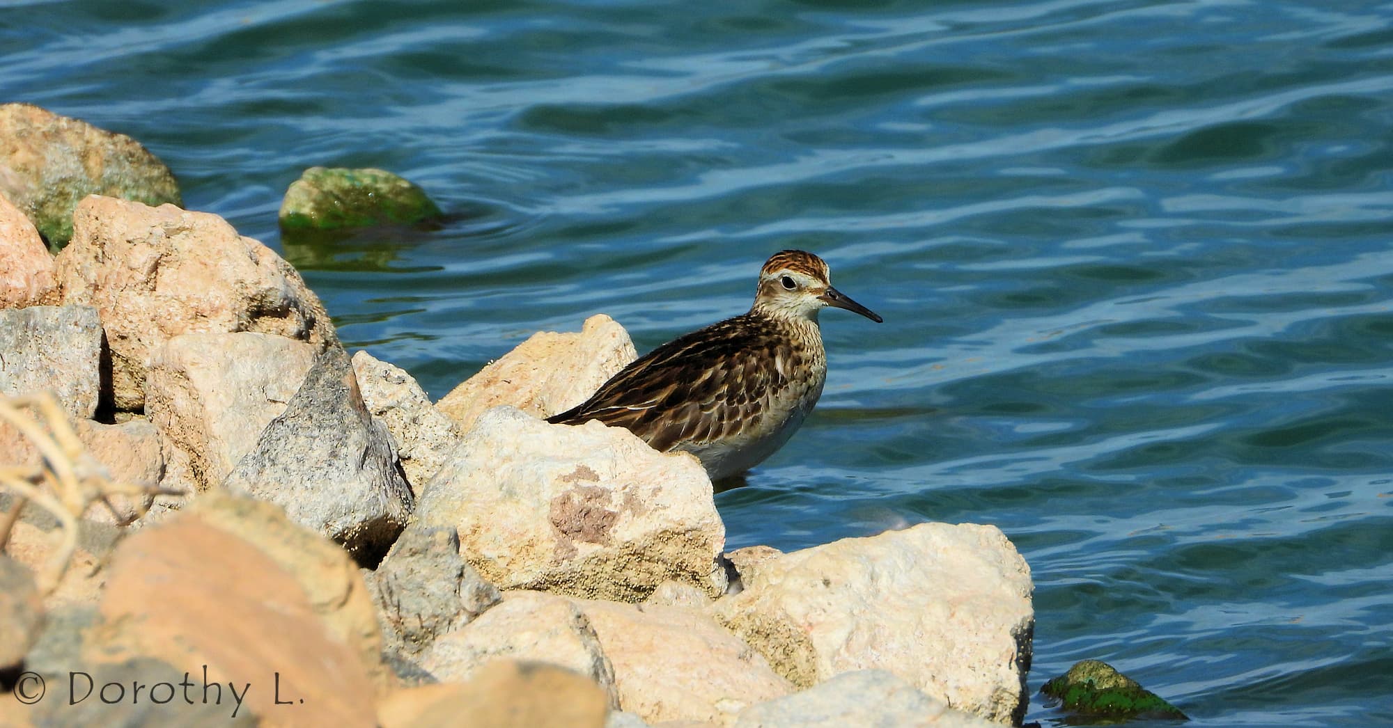 Sharp-tailed Sandpiper (Calidris acuminata)