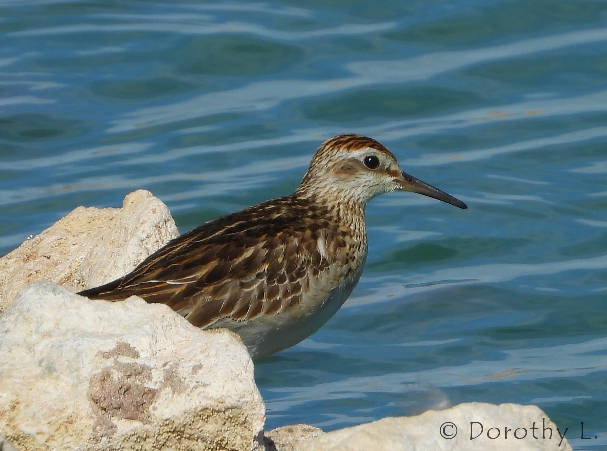 Sharp-tailed Sandpiper (Calidris acuminata)