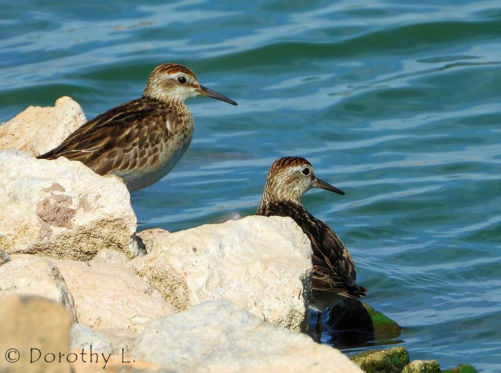 Sharp-tailed Sandpiper (Calidris acuminata)