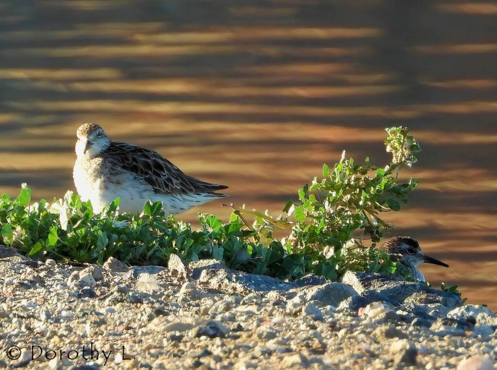 Sharp-tailed Sandpiper (Calidris acuminata)