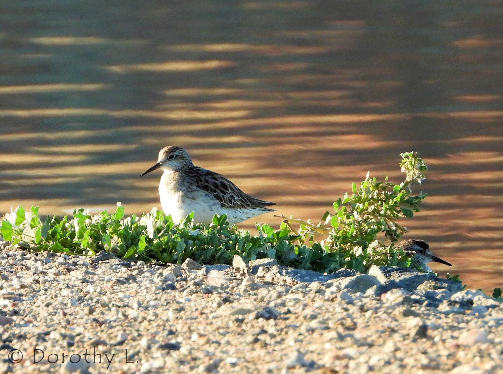 Sharp-tailed Sandpiper (Calidris acuminata)