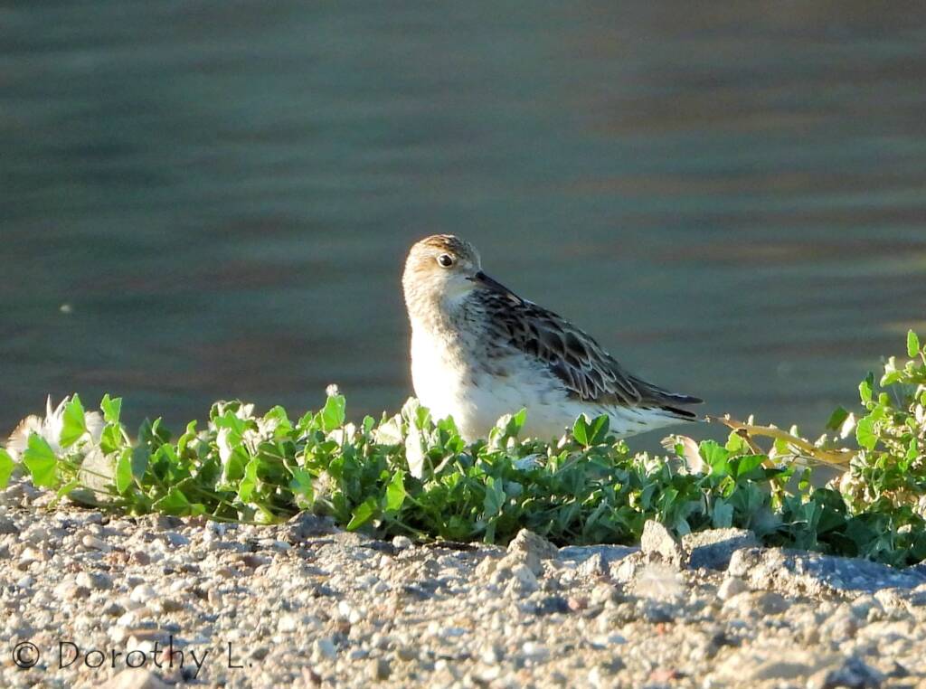 Sharp-tailed Sandpiper (Calidris acuminata)