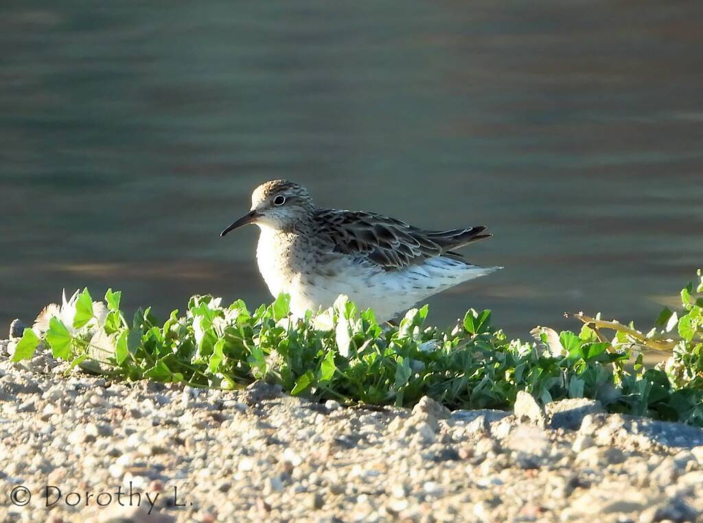 Sharp-tailed Sandpiper (Calidris acuminata)