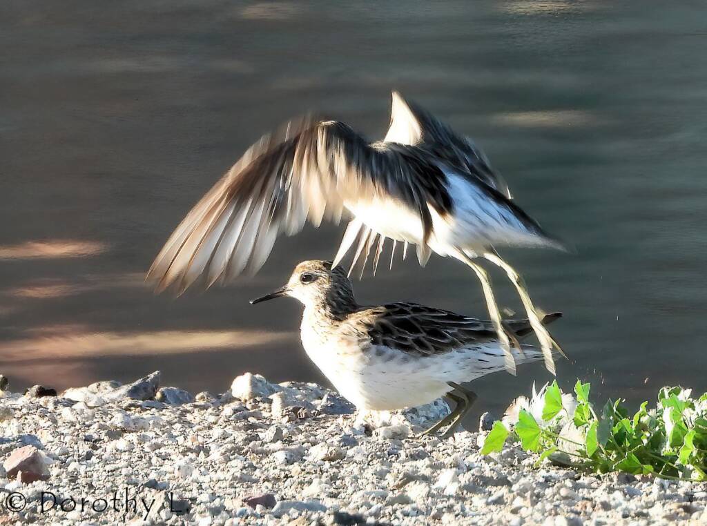 Sharp-tailed Sandpiper (Calidris acuminata)