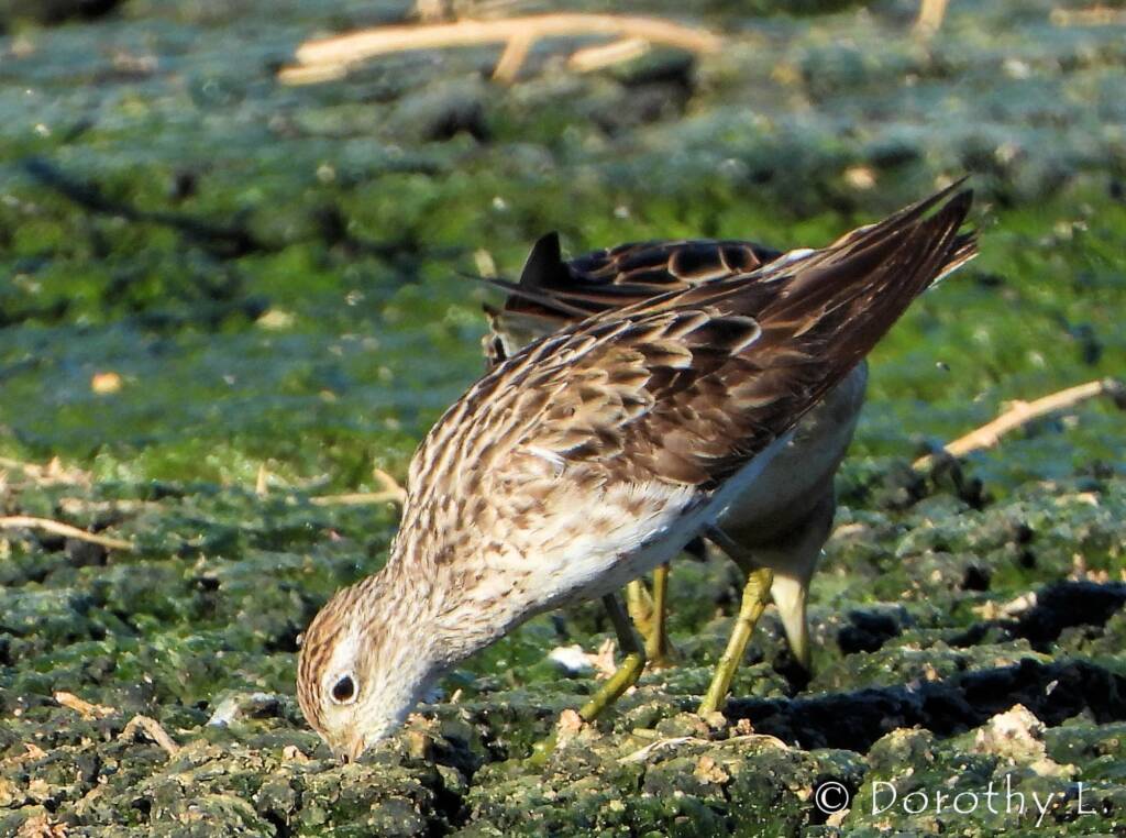 Sharp-tailed Sandpiper (Calidris acuminata)