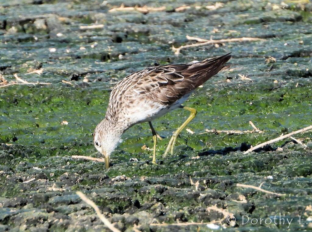 Sharp-tailed Sandpiper (Calidris acuminata)