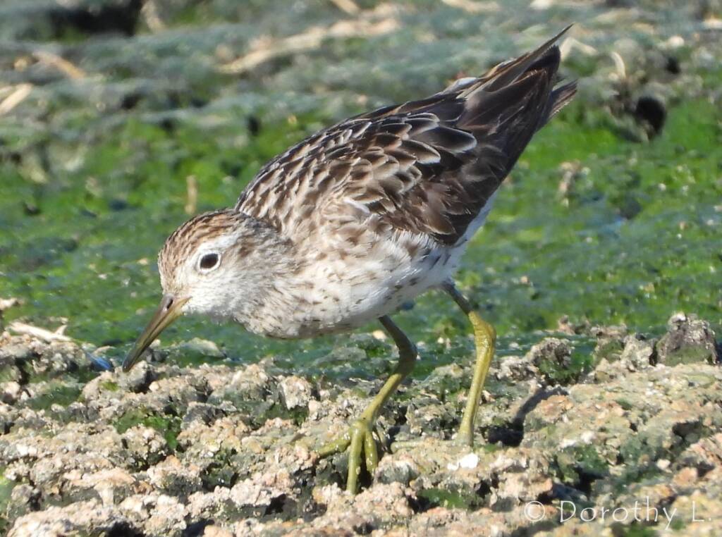 Sharp-tailed Sandpiper (Calidris acuminata)