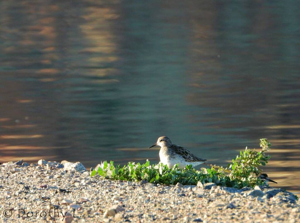 Sharp-tailed Sandpiper (Calidris acuminata)