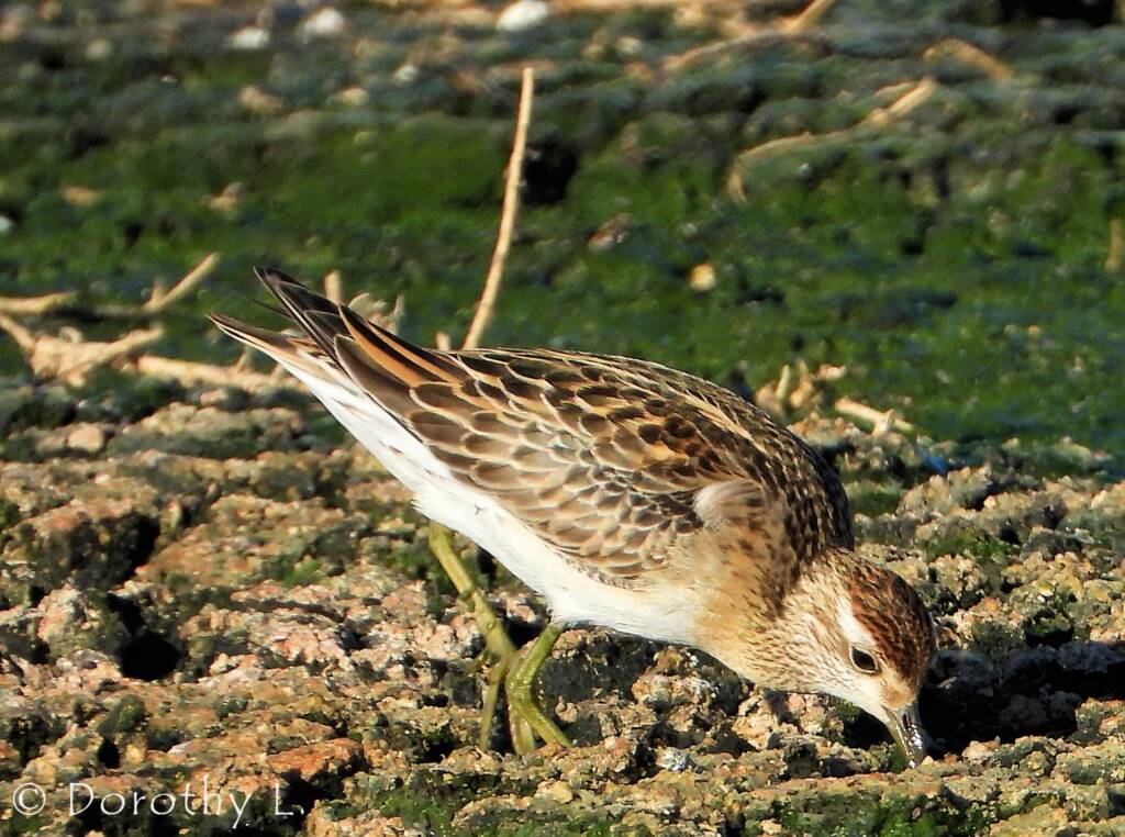 Sharp-tailed Sandpiper (Calidris acuminata)