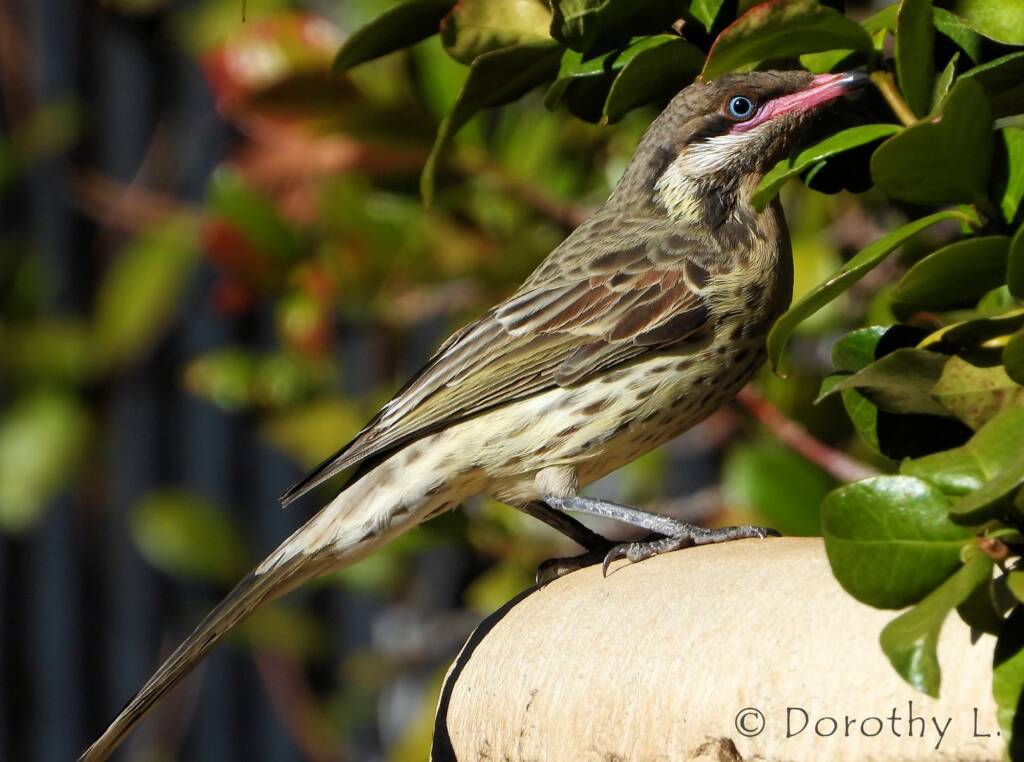 Spiny-cheeked Honeyeater (Acanthagenys rufogularis)