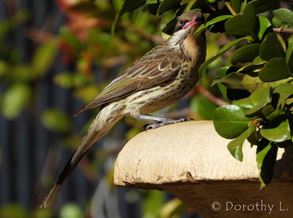 Spiny-cheeked Honeyeater (Acanthagenys rufogularis)