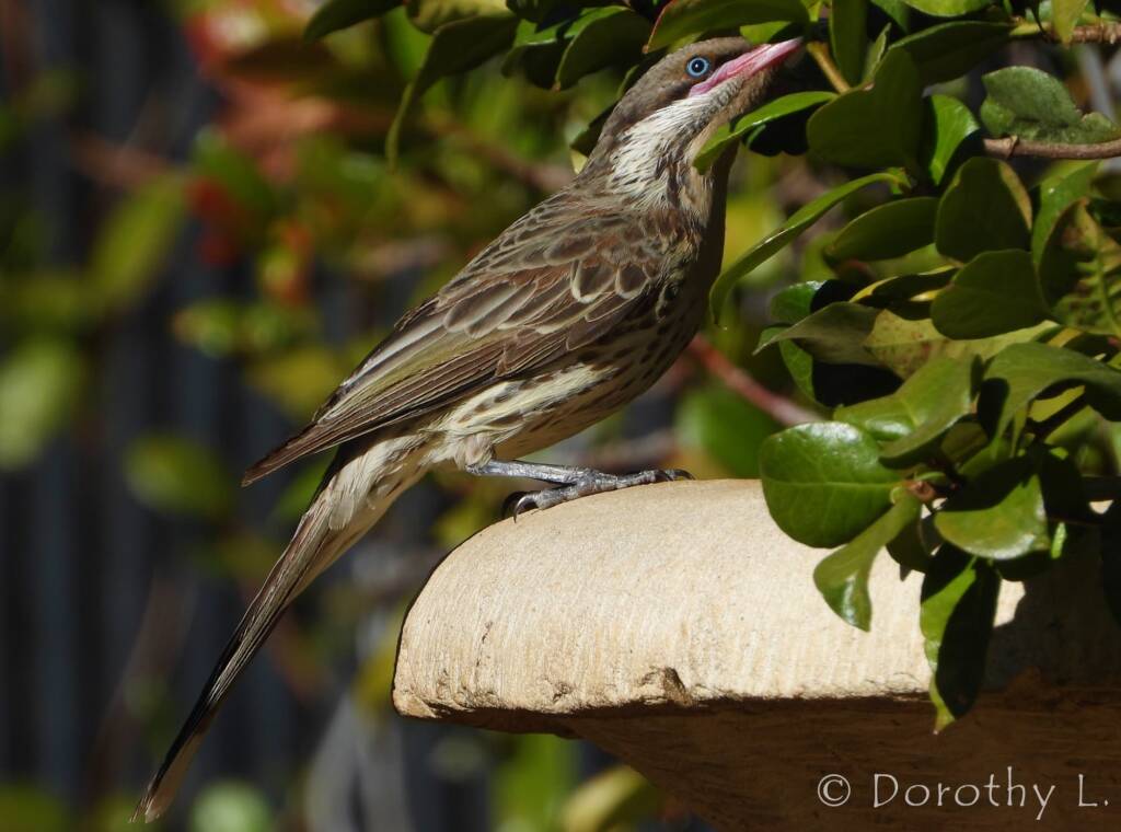Spiny-cheeked Honeyeater (Acanthagenys rufogularis)