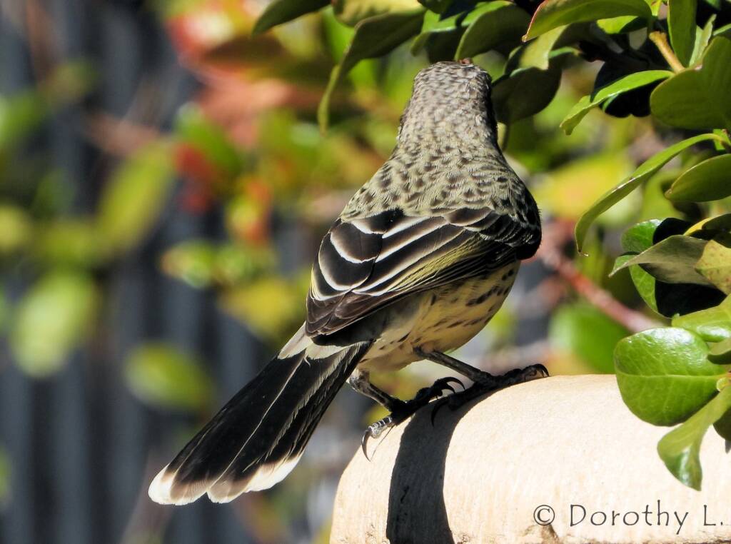 Spiny-cheeked Honeyeater (Acanthagenys rufogularis)