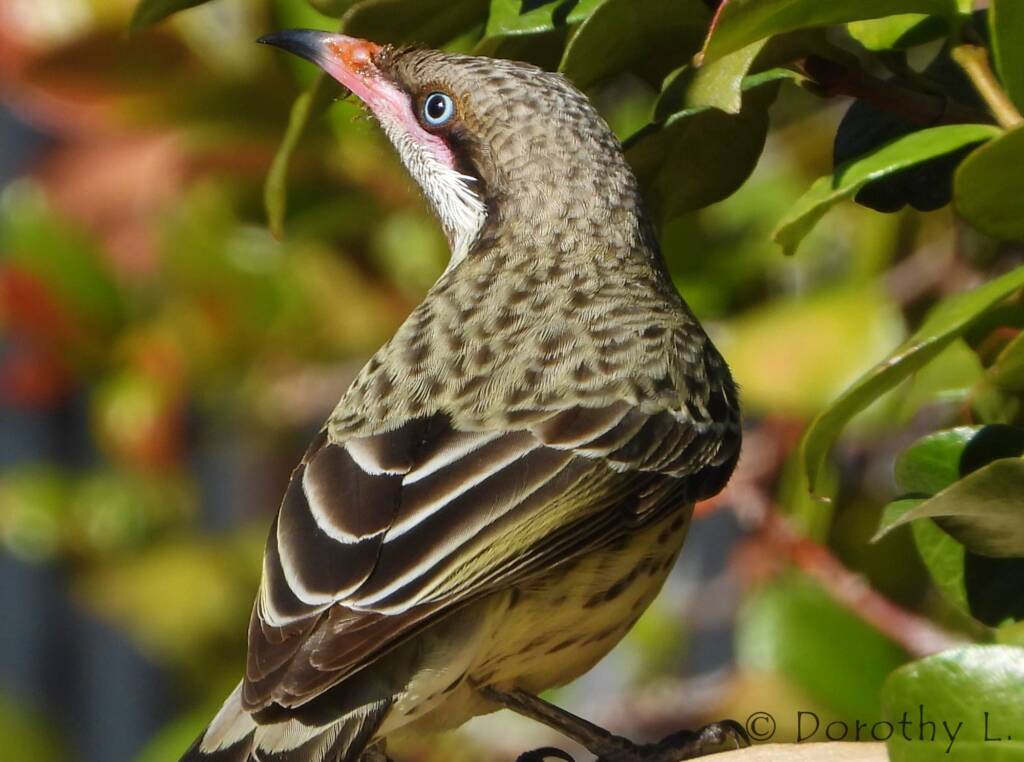 Spiny-cheeked Honeyeater (Acanthagenys rufogularis)
