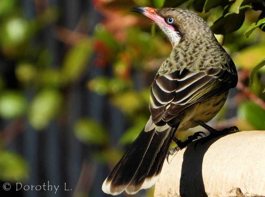 Spiny-cheeked Honeyeater (Acanthagenys rufogularis)