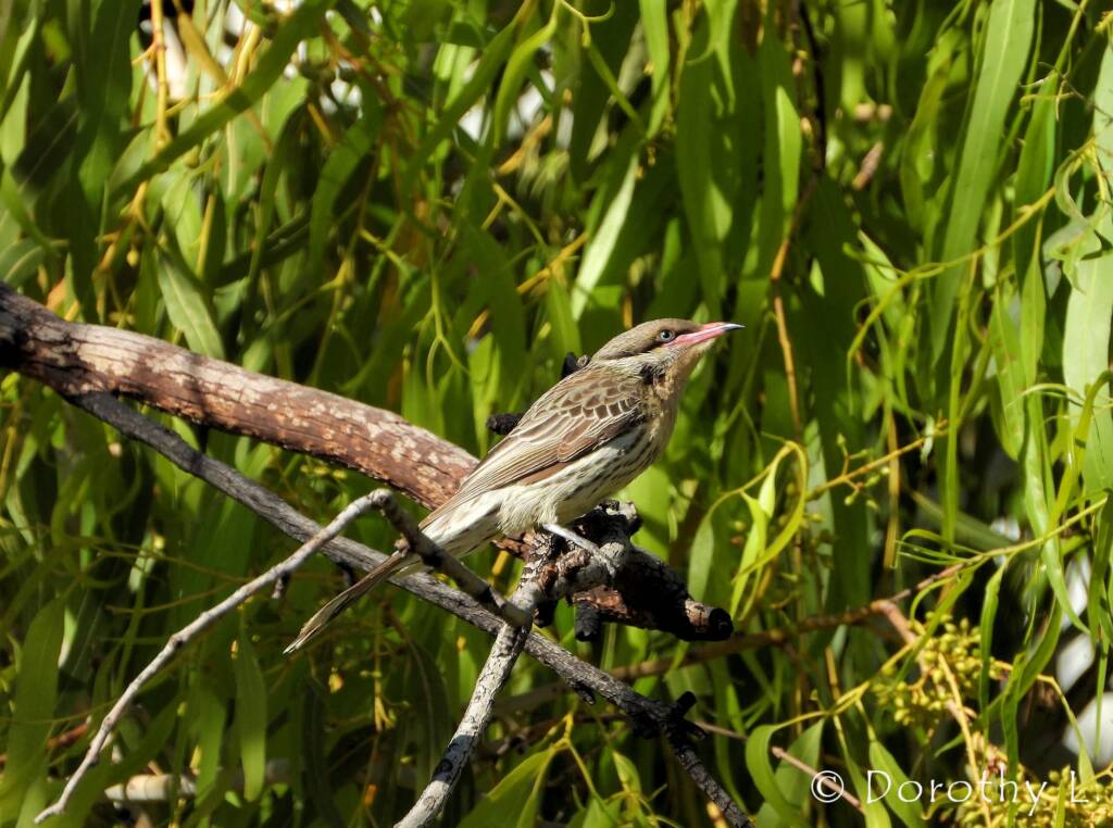 Spiny-cheeked Honeyeater (Acanthagenys rufogularis)