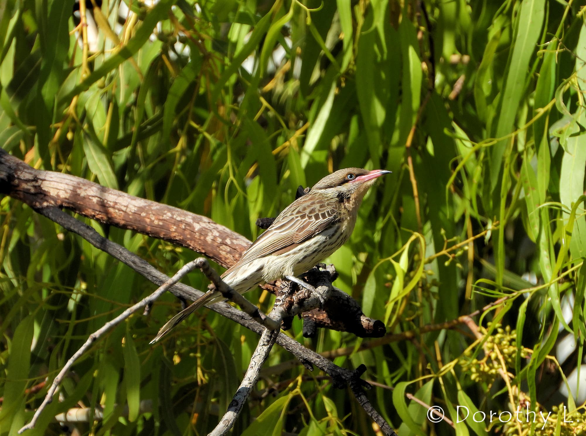 Spiny-cheeked Honeyeater (Acanthagenys rufogularis)