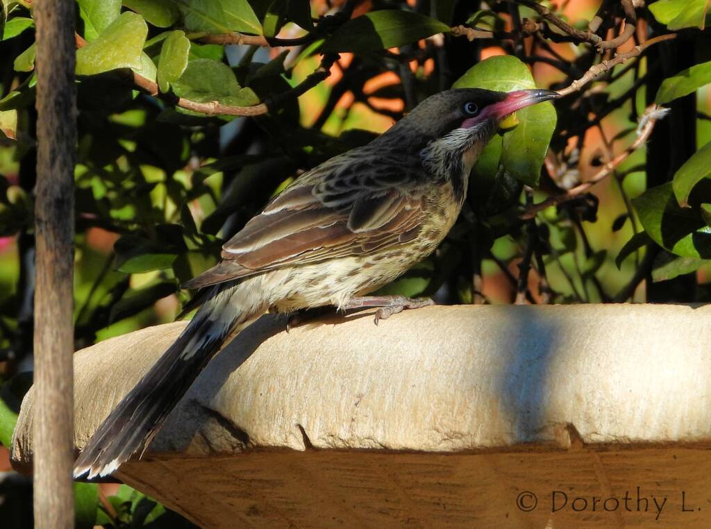 Spiny-cheeked Honeyeater (Acanthagenys rufogularis)