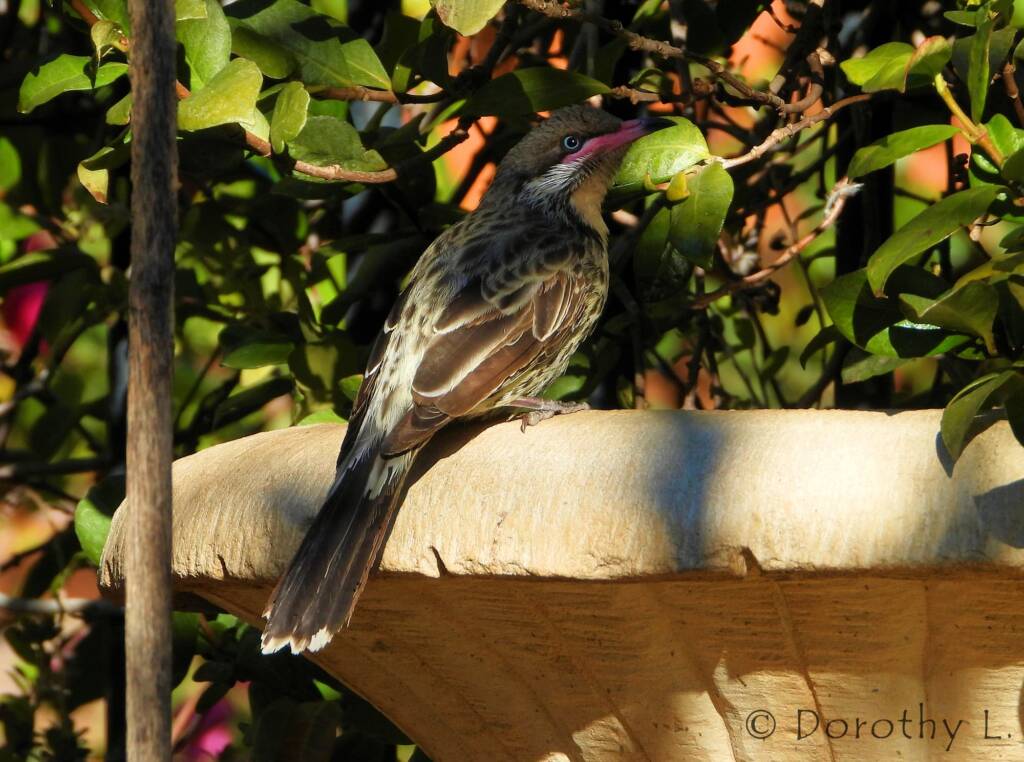 Spiny-cheeked Honeyeater (Acanthagenys rufogularis)