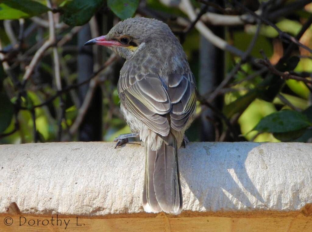 Spiny-cheeked Honeyeater (Acanthagenys rufogularis)