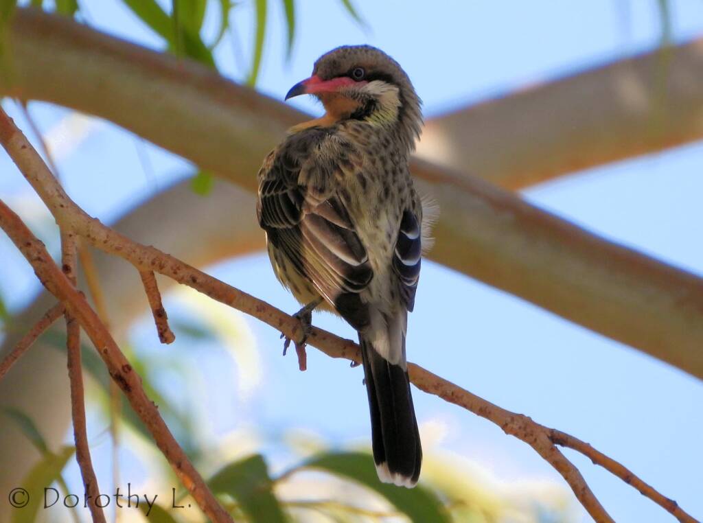 Spiny-cheeked Honeyeater (Acanthagenys rufogularis)