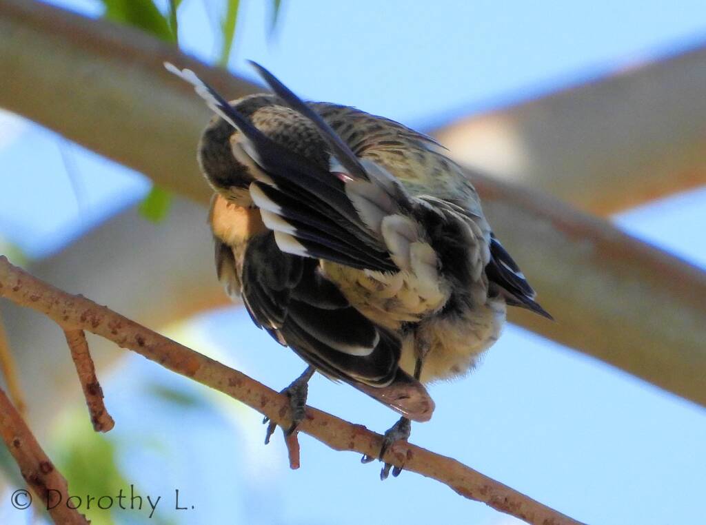 Spiny-cheeked Honeyeater (Acanthagenys rufogularis)