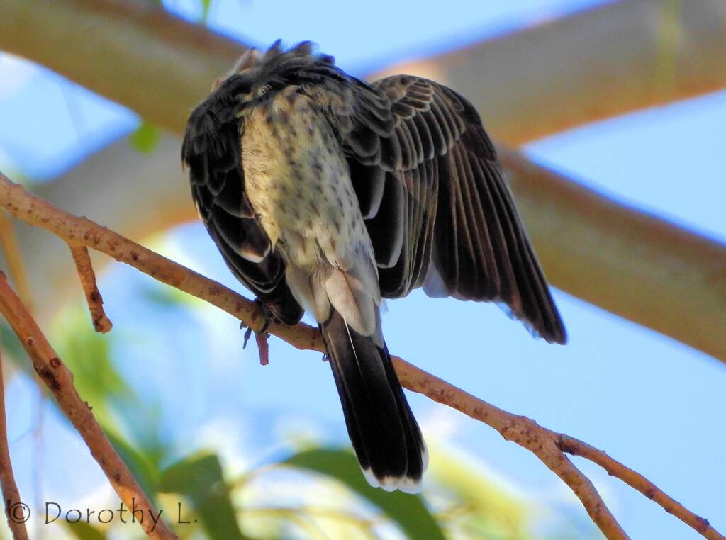 Spiny-cheeked Honeyeater (Acanthagenys rufogularis)