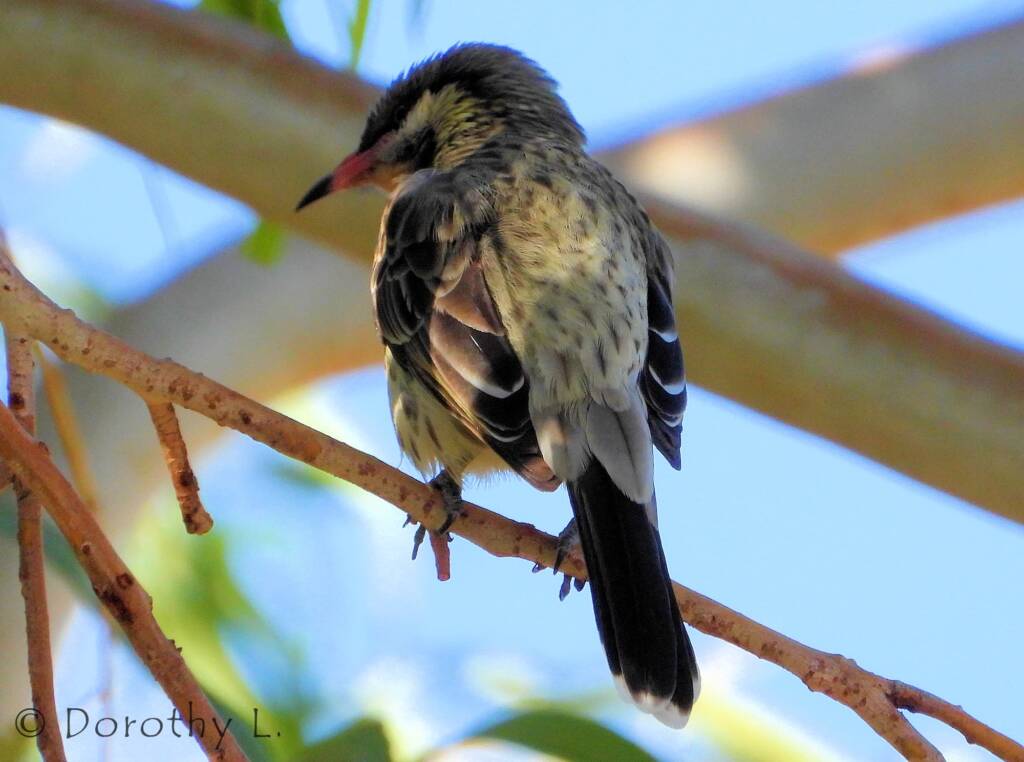 Spiny-cheeked Honeyeater (Acanthagenys rufogularis)