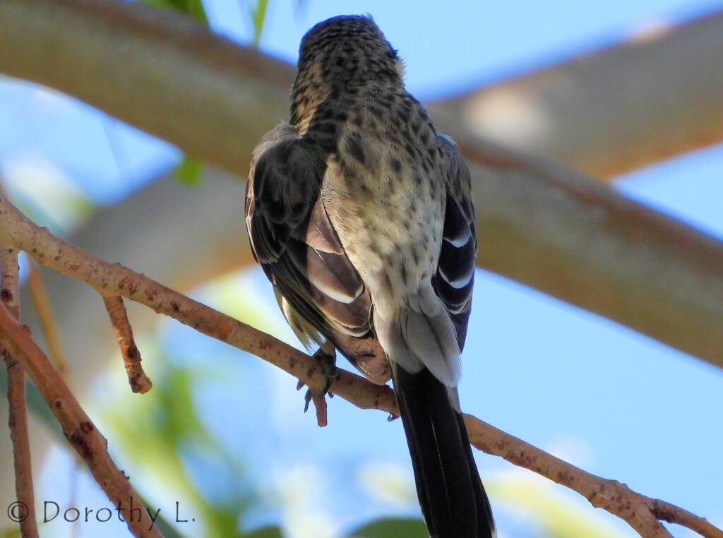 Spiny-cheeked Honeyeater (Acanthagenys rufogularis)