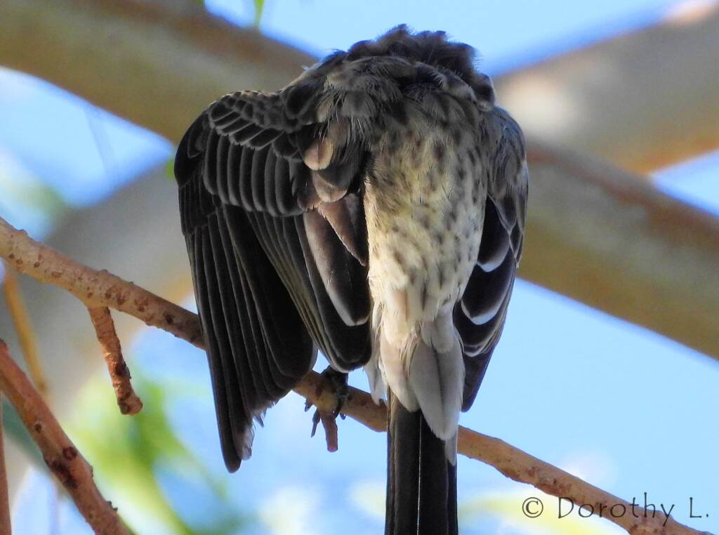 Spiny-cheeked Honeyeater (Acanthagenys rufogularis)