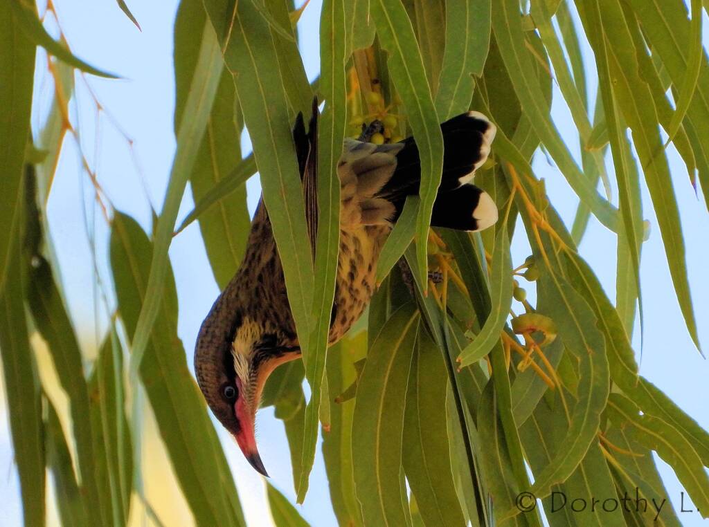 Spiny-cheeked Honeyeater (Acanthagenys rufogularis)