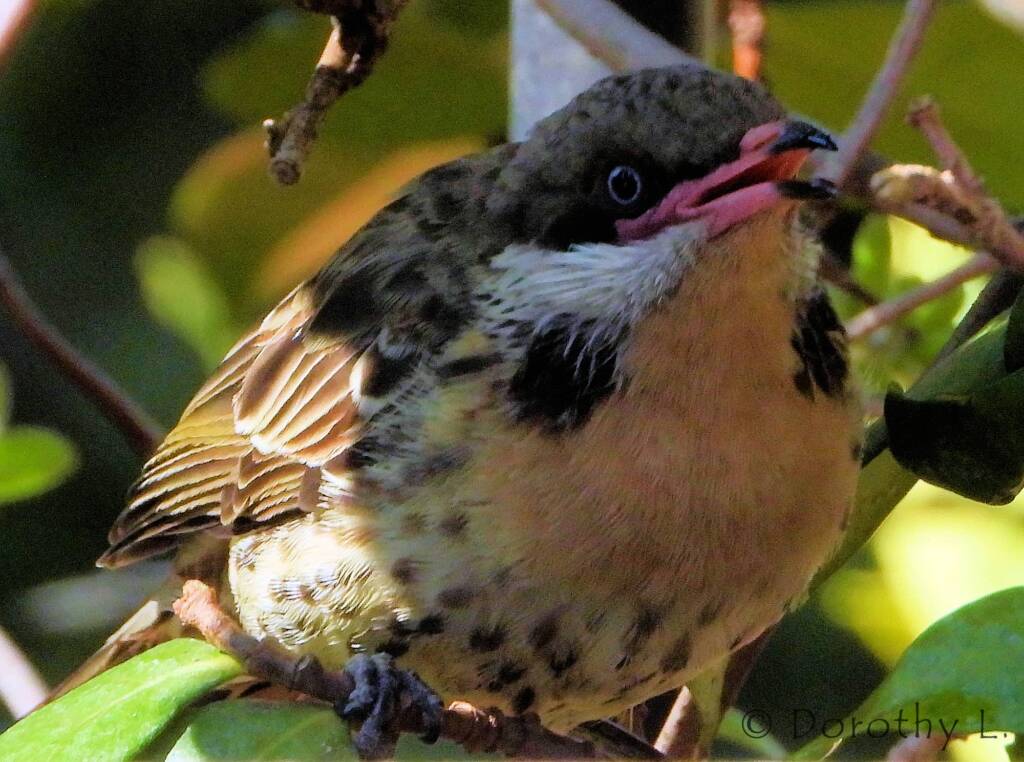 Spiny-cheeked Honeyeater (Acanthagenys rufogularis)
