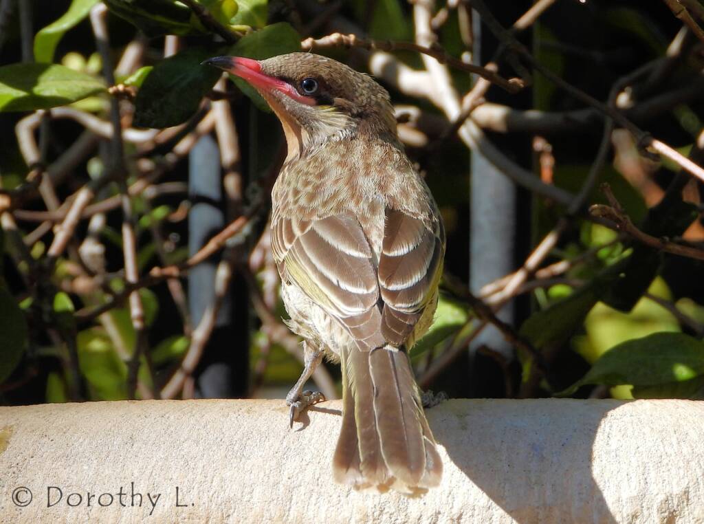 Spiny-cheeked Honeyeater (Acanthagenys rufogularis)