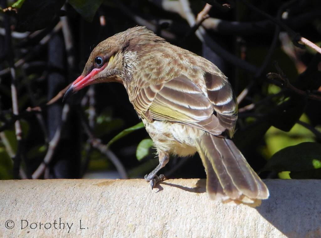 Spiny-cheeked Honeyeater (Acanthagenys rufogularis)