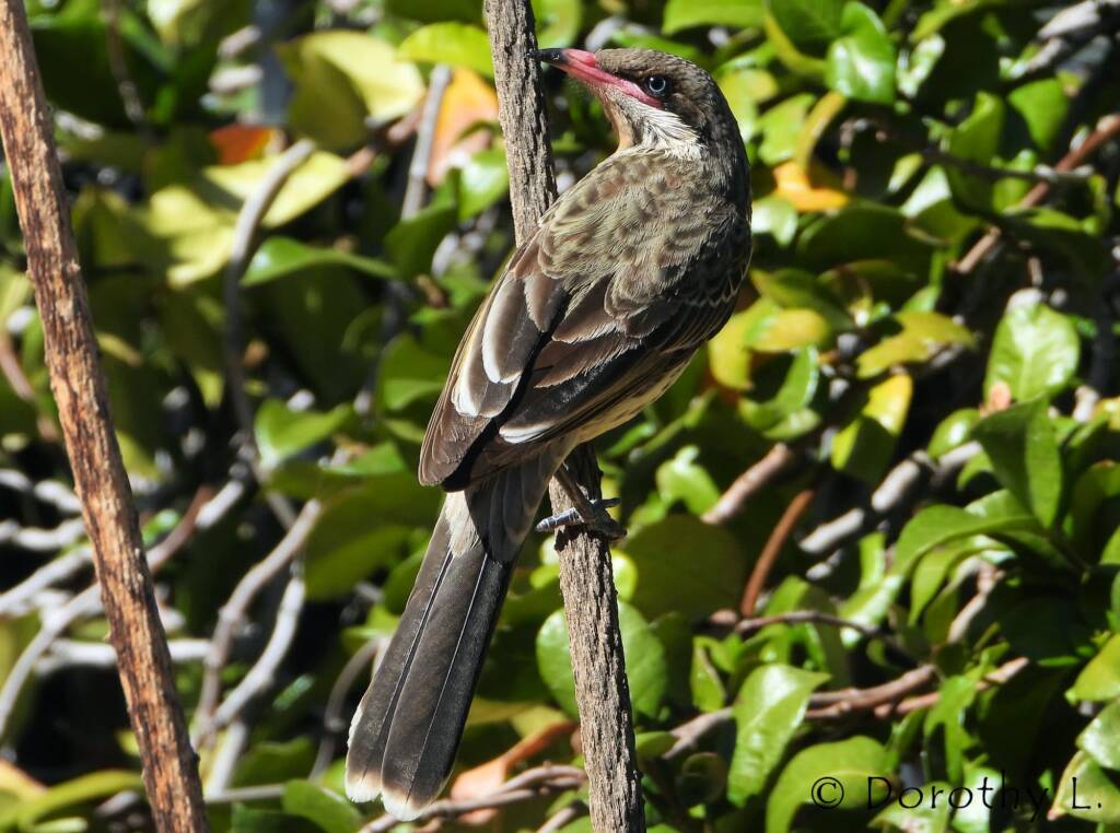 Spiny-cheeked Honeyeater (Acanthagenys rufogularis)