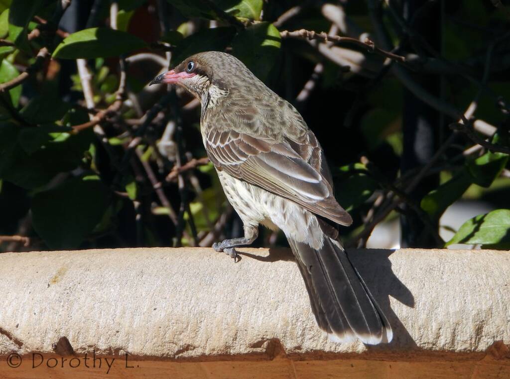Spiny-cheeked Honeyeater (Acanthagenys rufogularis)