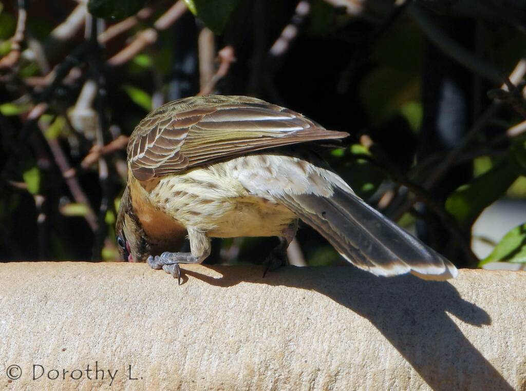Spiny-cheeked Honeyeater (Acanthagenys rufogularis)