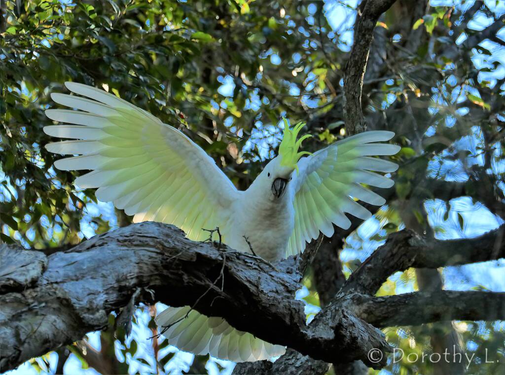 Sulphur-crested Cockatoo (Cacatua galerita)