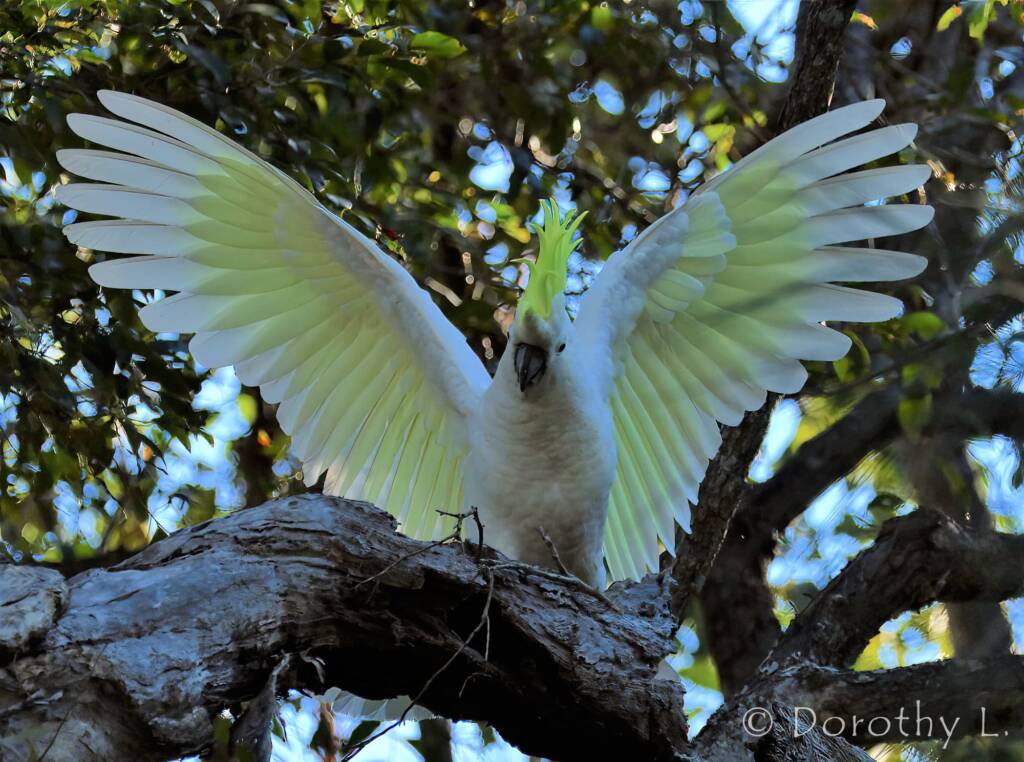 Sulphur-crested Cockatoo (Cacatua galerita)