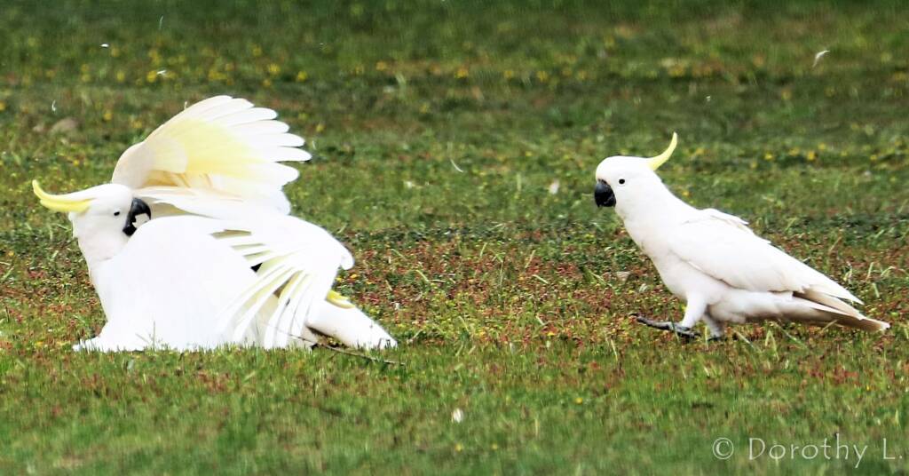 Sulphur-crested Cockatoo (Cacatua galerita)