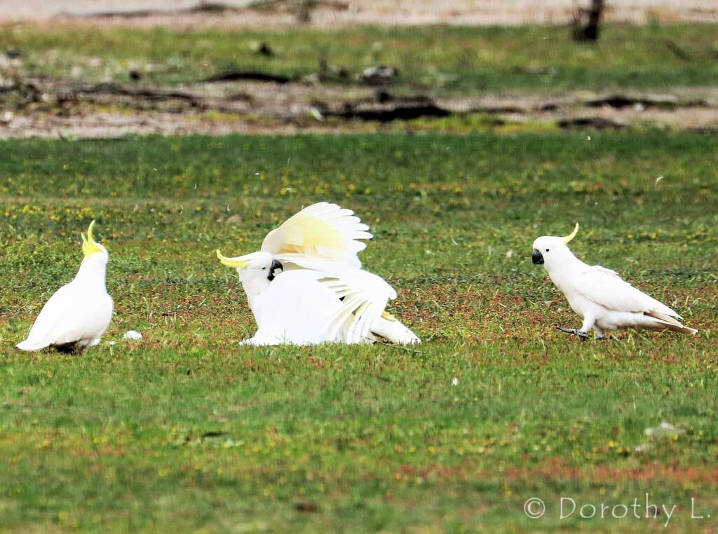 Sulphur-crested Cockatoo (Cacatua galerita)