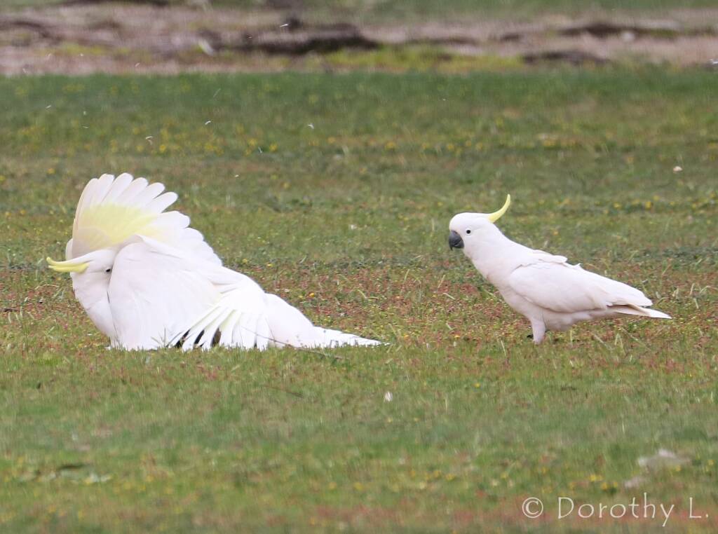 Sulphur-crested Cockatoo (Cacatua galerita)