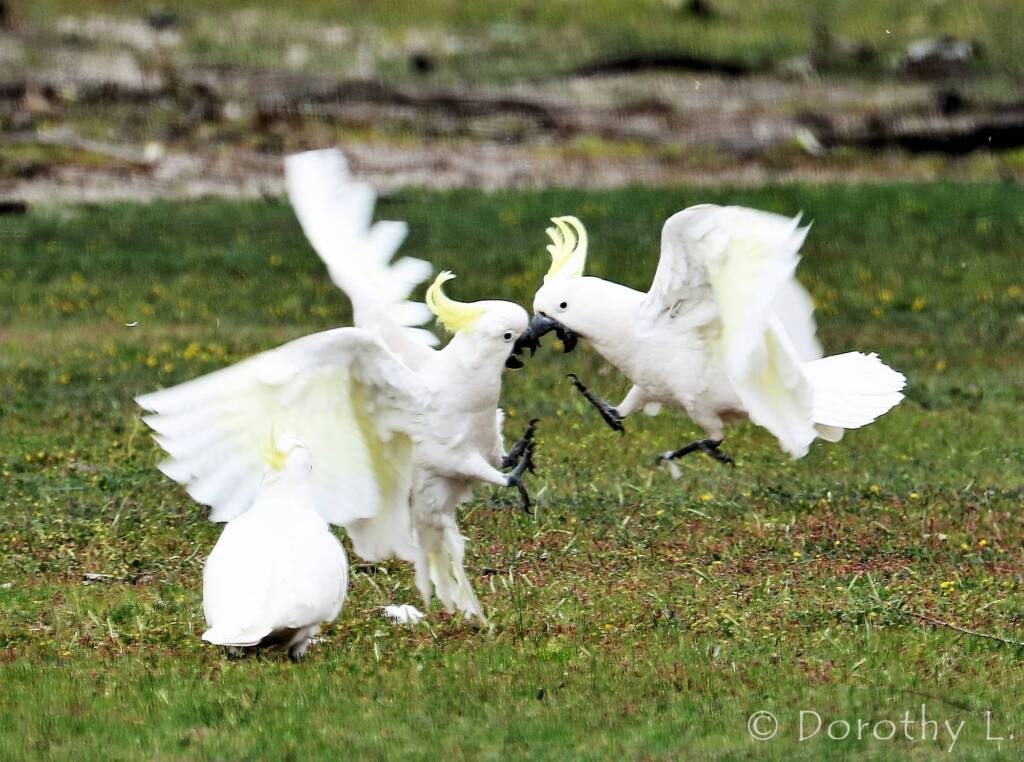 Sulphur-crested Cockatoo (Cacatua galerita)